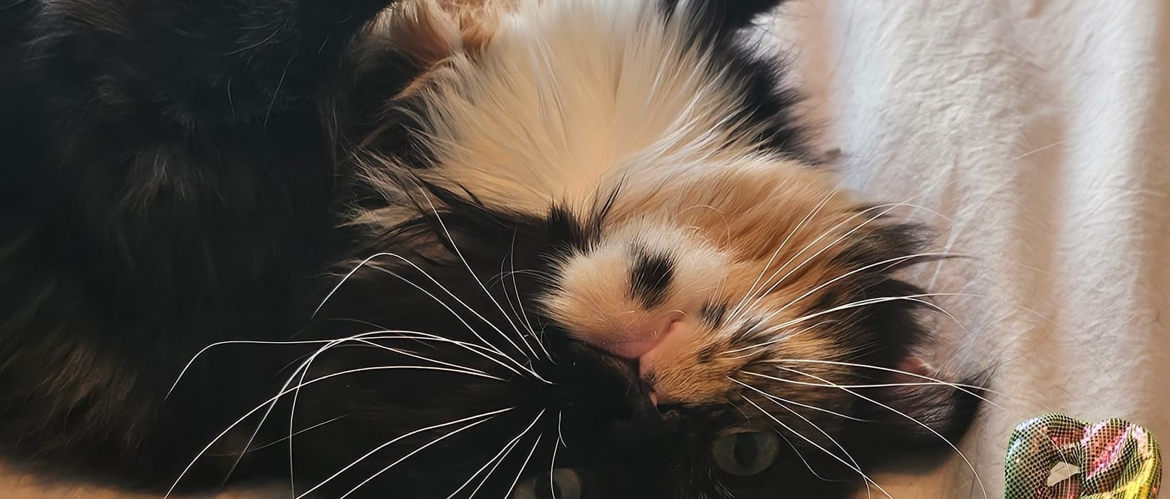 My cat／ネコちゃま